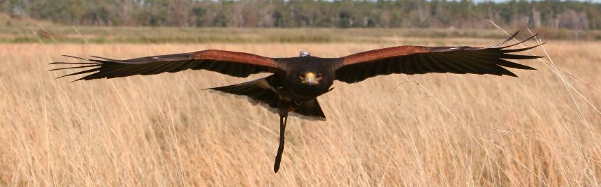 Hannibal - Coulson Harris's Hawk